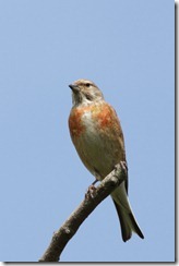 Linnet