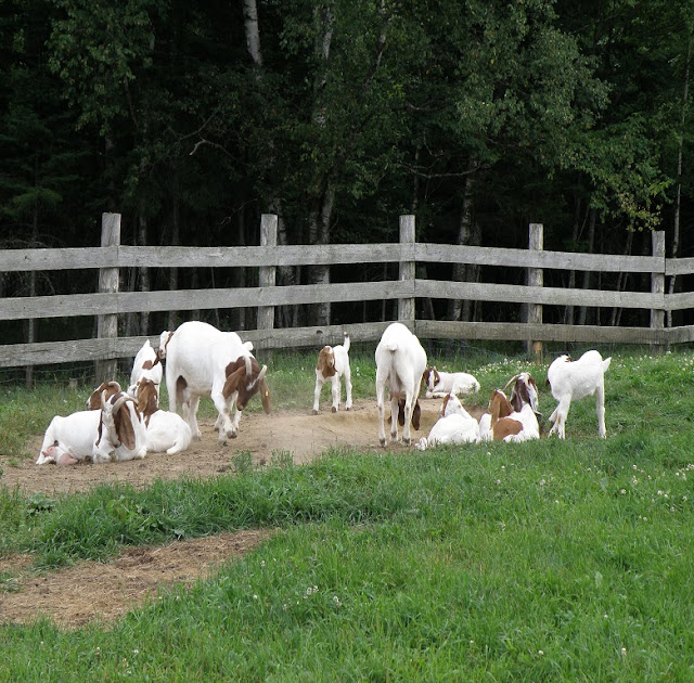 Boer Goat Breed Characteristics and Farming Benefits | Raising goats for meat