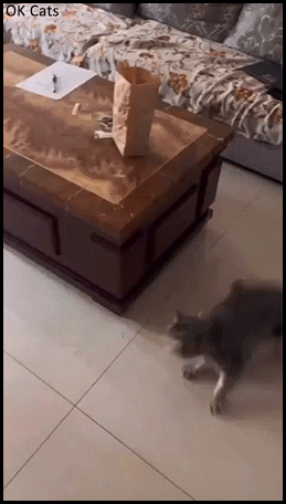 Funny Cat GIF • Catch me if you can! Round and round and round playful kitty goes [ok-cats.com]