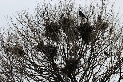 Roek - Roek - Corvus frugilegus