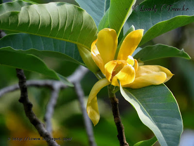 Swarna chapa, Magnolia champaca