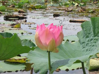 LOTUS BLOSSOMING IN MUDDY POOL