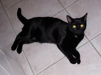 Meeko Black Cat
