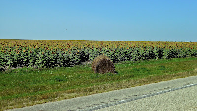 Sonnenblumen