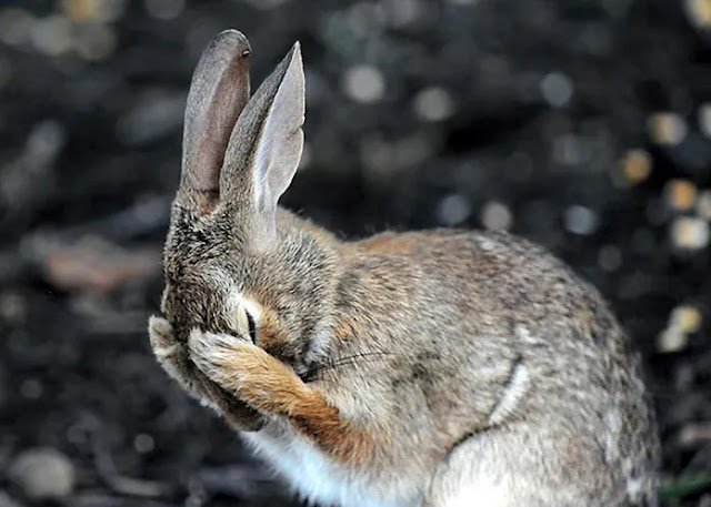 The rabbit hides its face in shame