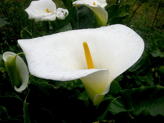 red calla