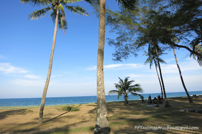 Pokok kelapa