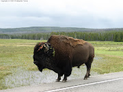 T & T do Yellowstone: Pictures (yellowstone buffalo )