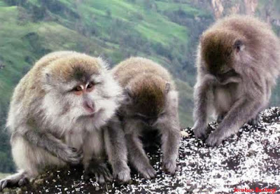 Spesies monyet di Gunung Rinjani 