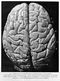 Silent Synapses Discovered: Adult Brain Contains Millions 