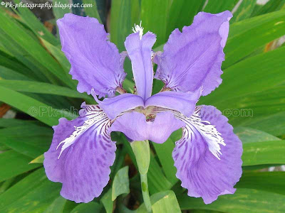 Blue Iris Flower