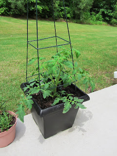 Gardening with Bobbins of Basil | bobbinsofbasil.blogspot.com