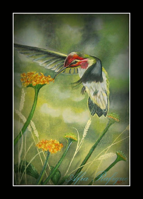 Humming Bird Paintings