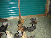 Pullets - six weeks inside pen in garage