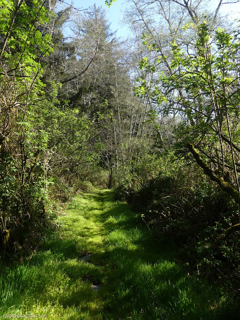 green alley