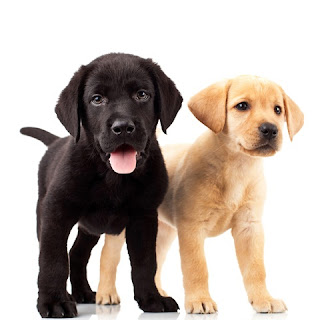 Labrador Retriever Puppy Pictures