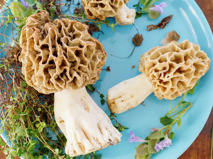 Morel mushroom price per kg | Mushroom price per kg | Mushroom price | Mushroom online | Mushroom shop online | Biobritte cart 