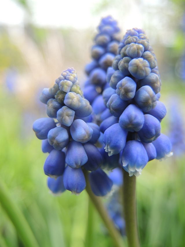 In mijn tuintje: lente!