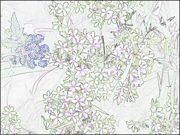 Phlox find edges