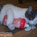 Cat with Bottle