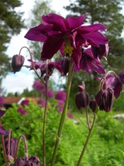 DSCN5508