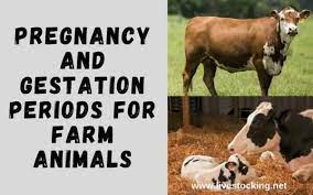 Gestation Periods for Farm Animals