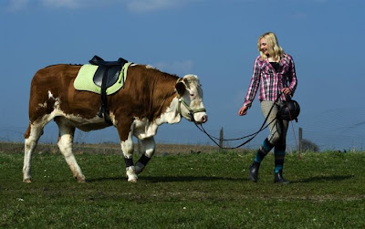 Amazing Show Jumper Cow Seen On www.coolpicturegallery.us