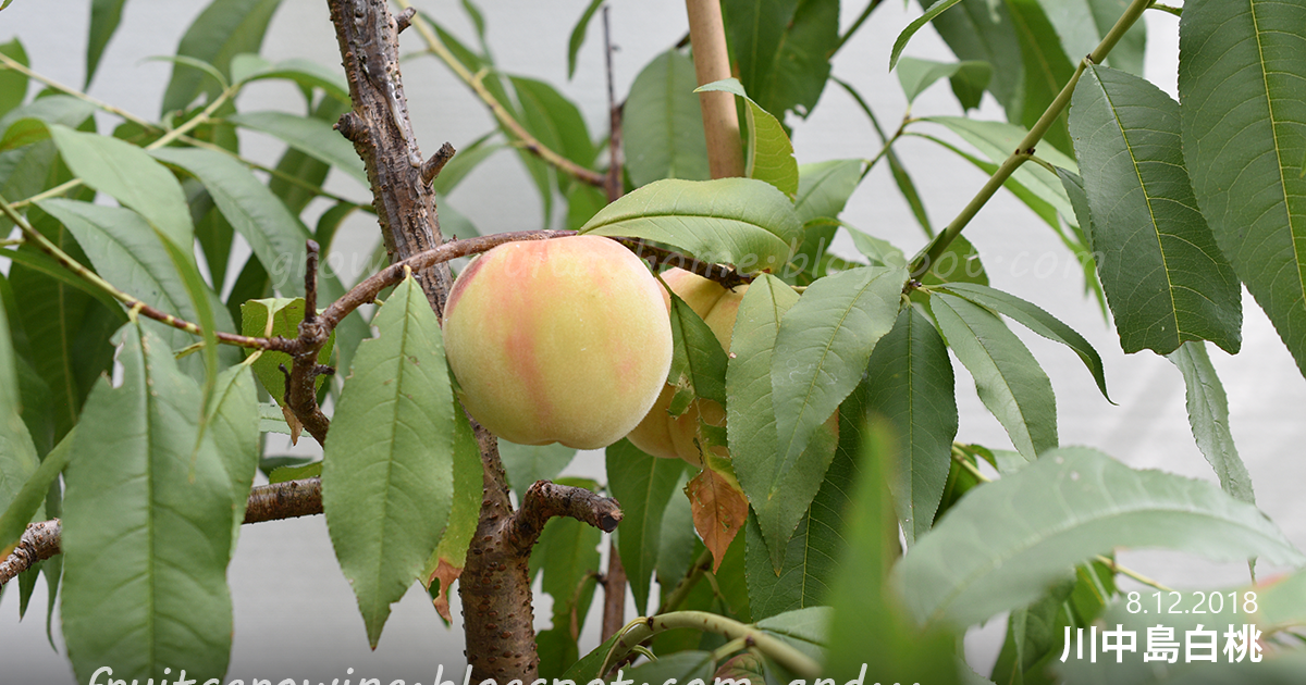 鉢植えの桃の有機栽培の記録17年 18年 四つ足の動物にやられた