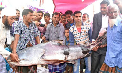 পোড়াদহ মেলায় লাখ টাকার শত কেজির বাঘাইড়