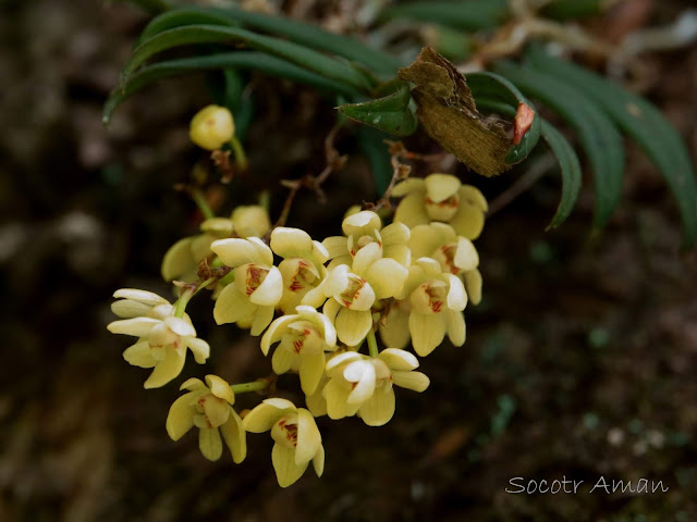 Thrixspermum japonicum