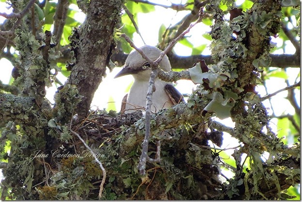 ScissorTail_Inspection