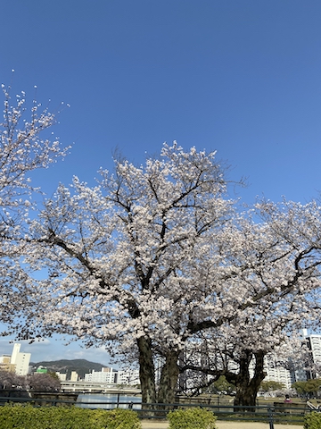 満開の桜