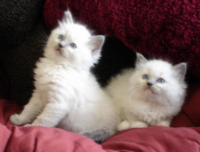 Ragdoll cats pictures