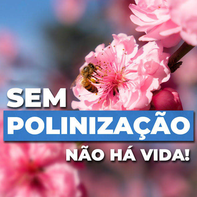 Sem Polinização não há vida!