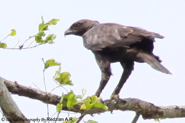 Changeable Hawk Eagle