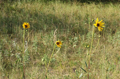 Summer sunflowers in bloom