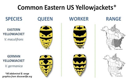 Eastern US YJ Species