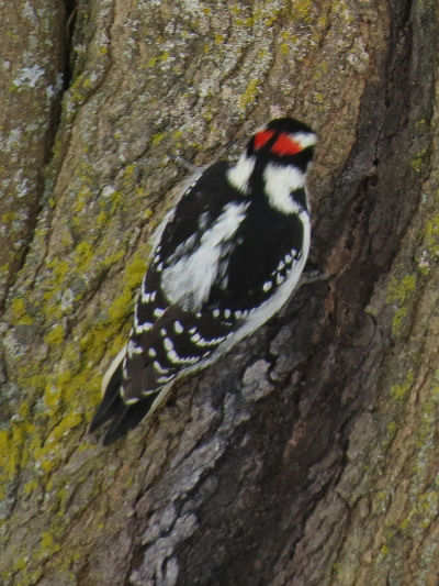 hairy woodpecker