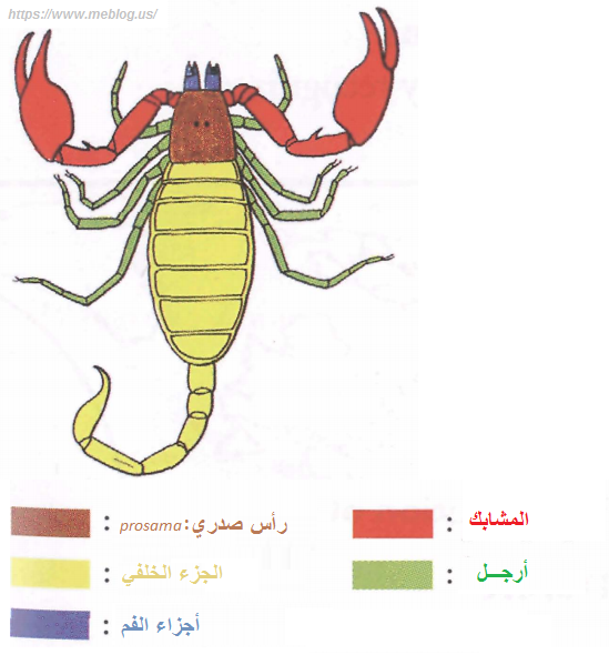 scorpion العقارب