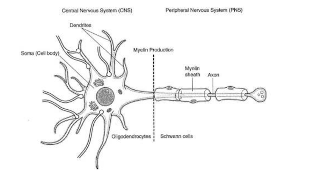 ANATOMY & PHYSIOLOGY TERMINOLOGY-NERVOUS SYSTEM