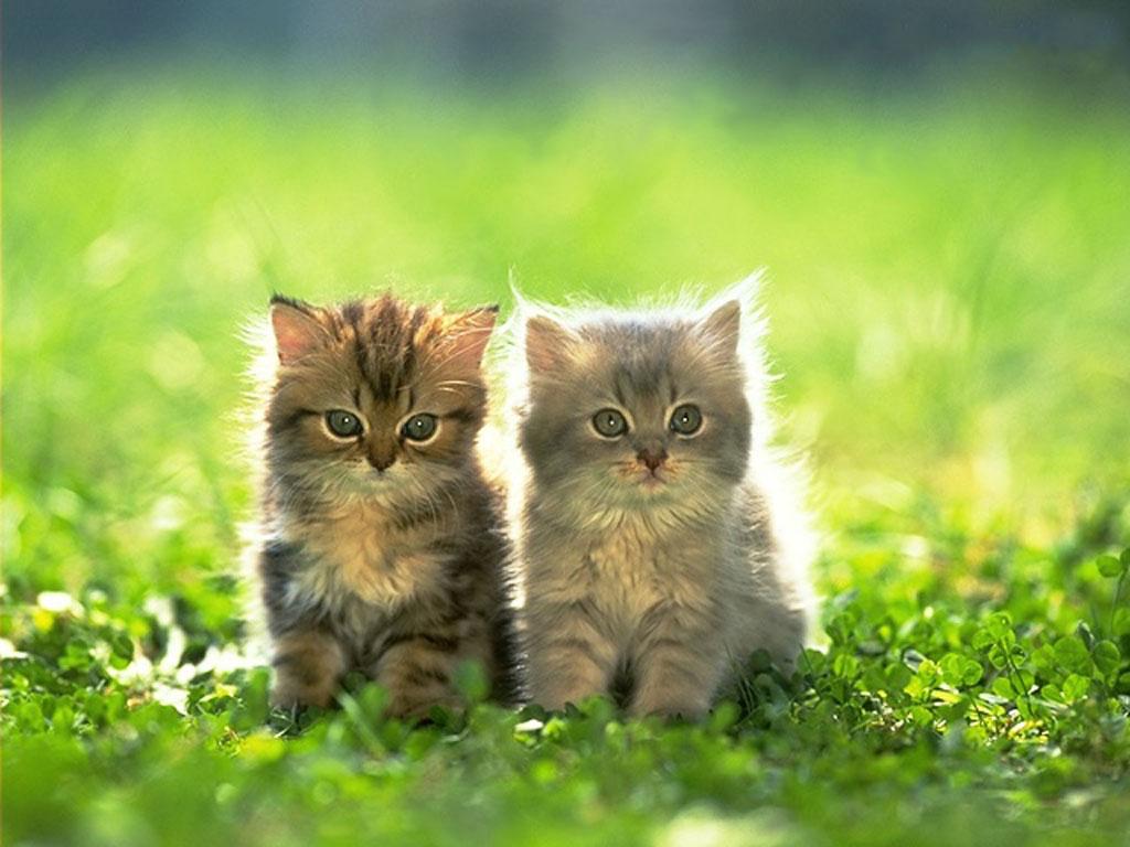 SUN SHINES: Beautifull Cute Kitten Images