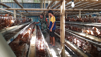 Dalam Rangka Peningkatan Ekonomi Rakyat, Babinsa Komsos Dengan Pelaku UMKM Ayam Petelur