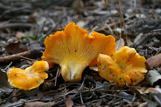 Chantarella, rebozuelo - Cantharellus pallens