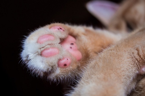 How Dirty Are Your Cat’s Paws