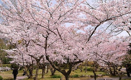 Pemandangan Bunga Sakura Di Jepang