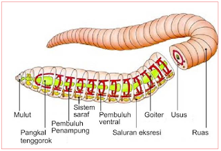 ALAT PERNAFASAN CACING