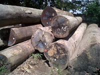 Batang pohon kayu ulin