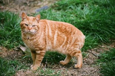 cat photo picture of LoJack a bobtail feral cat