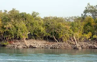 Sundarban visiting places