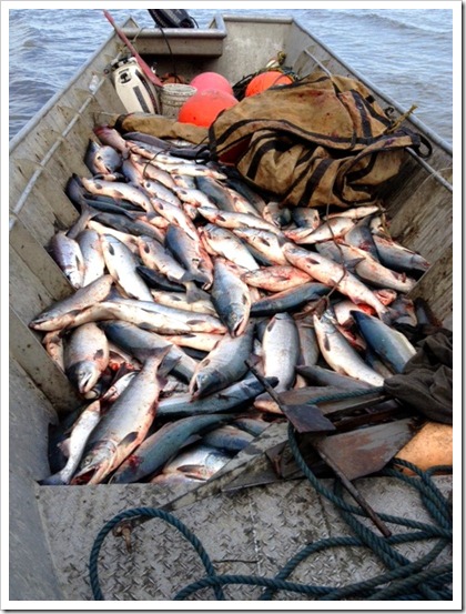 fish_1